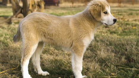 single yellow golden dog turning head towards camera while playing outside field