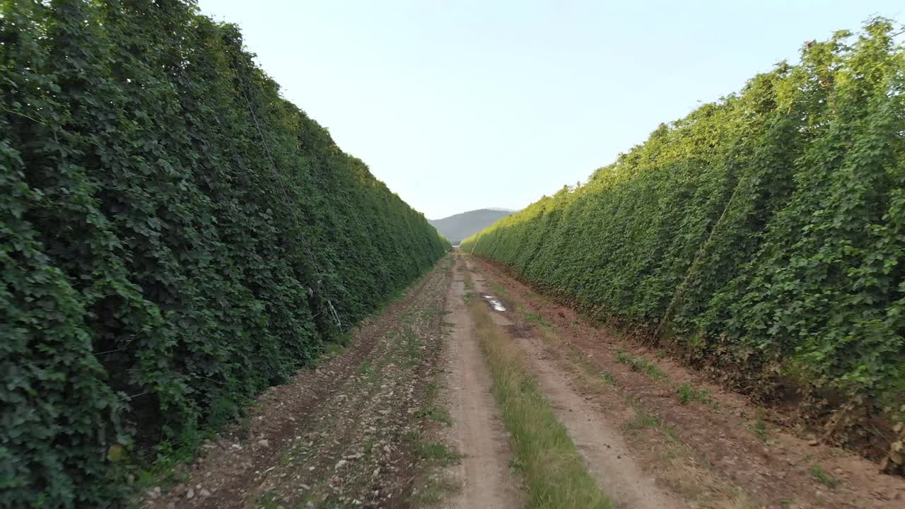 camino de tierra entre cultivos verdes altos, el horizonte desaparece, cielo azul por delante