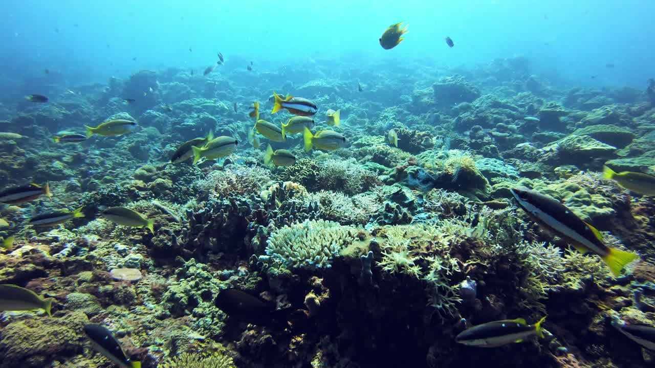 el arrecife está lleno de vida de nuevo.