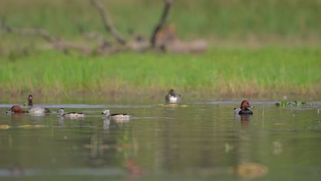 cotton pygmy goose and other ducks in wetland