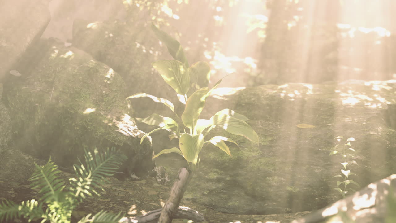 조용한 숲 속의 돌들 사이에서 빛 아래에서 자라는 어린 식물