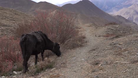 una vaca pastando en los matorrales de la tierra desértica de gran altitud en la región mustang de nepal