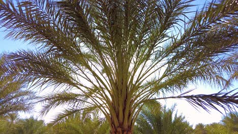 date palm plantation deglet nour with sun rays in the region of biskra algeria