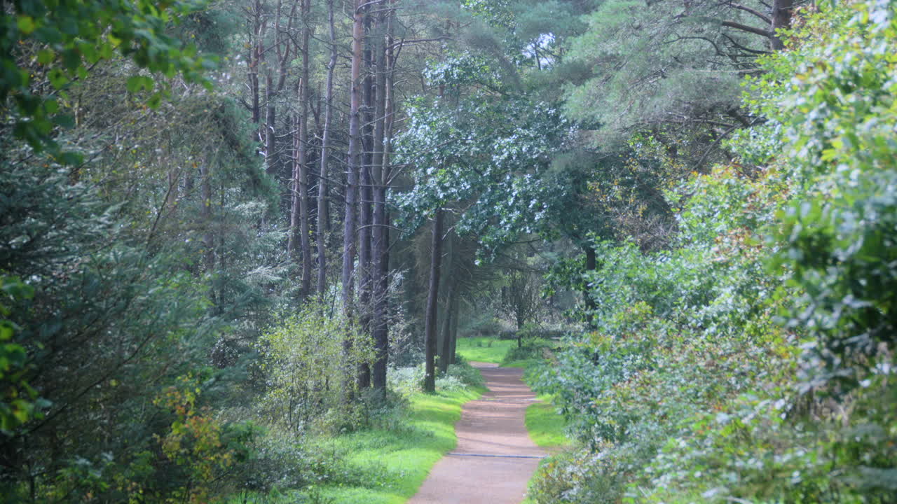 가게 흔들리는 나무 들 이 있는 황량 한 빛 의 숲 길