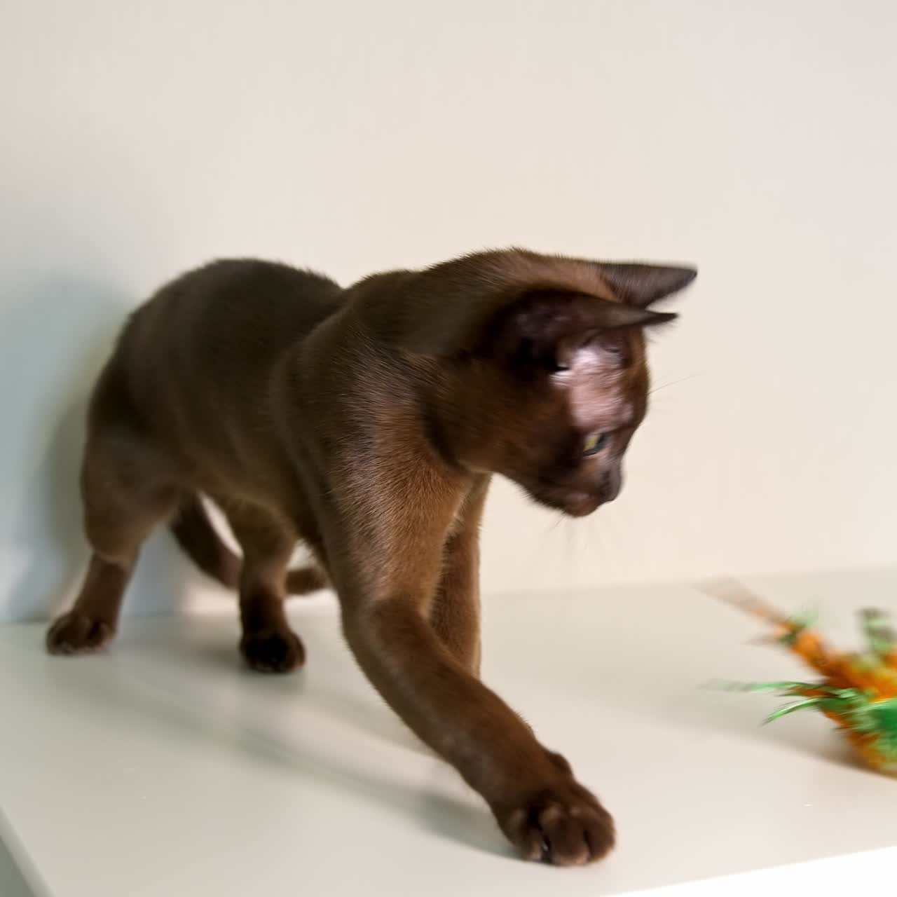 Un gattino adorabile gioca con un giocattolo colorato. Un gatto piccolo, scuro e allegro cerca di afferrare il giocattolo