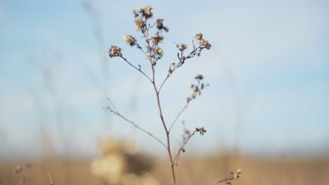 Dry-grass-in-the-feld