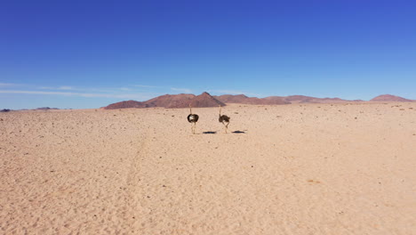 aerial: following two ostriches running in the namibian desert