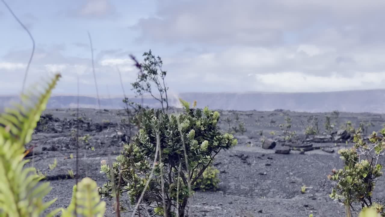Cinematic close-up panning shot through volcanic plants of the desolate landscape at the crater's edge of Kilauea caldera in Hawai'i Volcanoes National Park