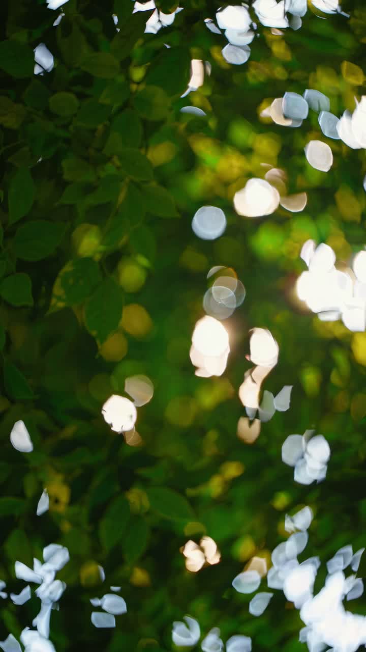 Blurred bokeh effect of sunlight through leaves, captured from a low angle