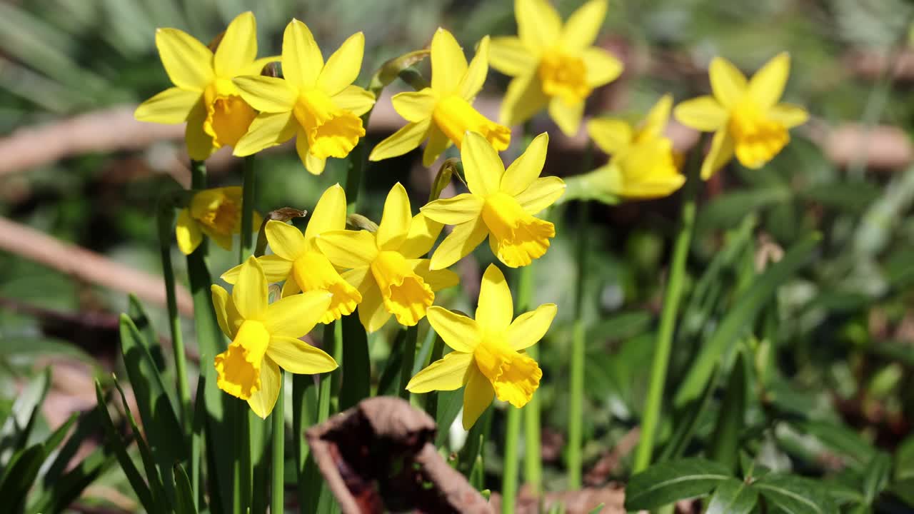 The Wild Daffodil, Narcissus Pseudonarcissus