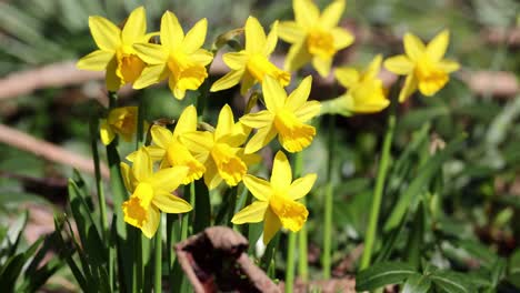 the wild daffodil, narcissus pseudonarcissus