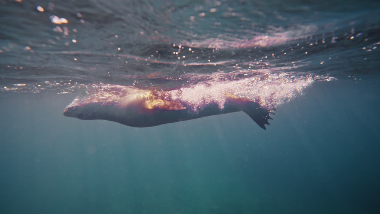 Sea lion glides near surface in sunlight off Neptune Islands, slow underwater motion view