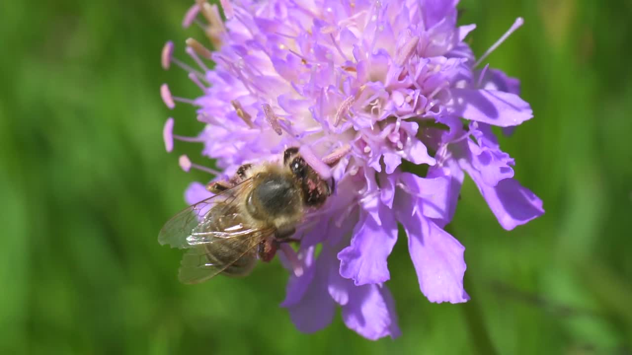 макроснимок полосатой и весенней пчелы apis mellifera, собирающей нектар и пыльцу в лучах солнца