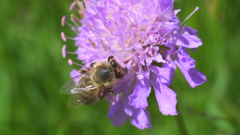 Makroaufnahme-Der-Streifen--Und-Frühlingsbiene-Apis-Mellifera,-Die-Nektar-Und-Pollen-Im-Sonnenlicht-Sammelt