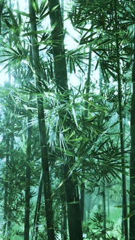 bamboo forest