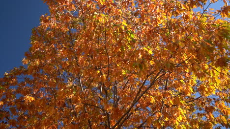 low angle view of tree with golden orange foliage in autumn on sunny day