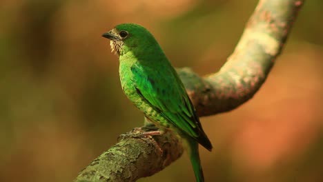 Calma-Estado-De-Golondrina-Tanager-Tersina-Viridis-Pequeño-Pájaro-En-Brasil