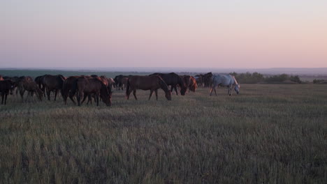 caballos pastando en un campo al amanecer o al atardecer
