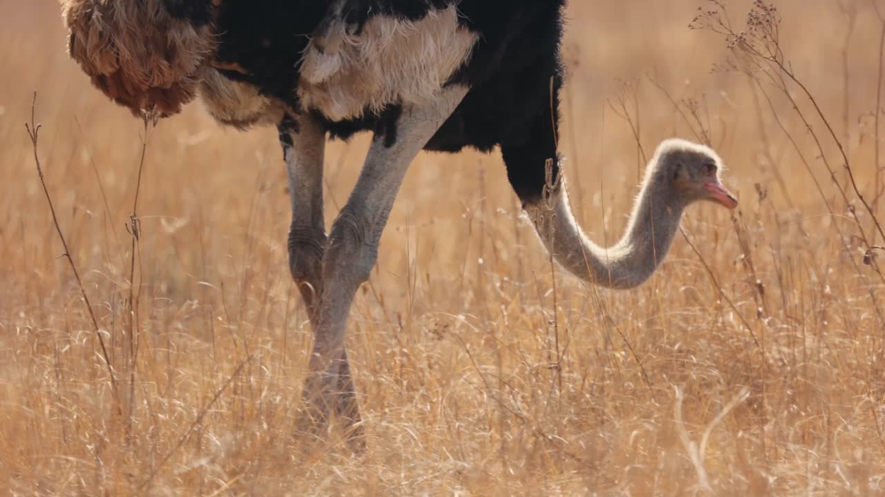 건조한 풀, 검은 털, 중간 가까운 사이에 는 긴 새우 다리의