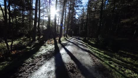 walking through the forest at dawn