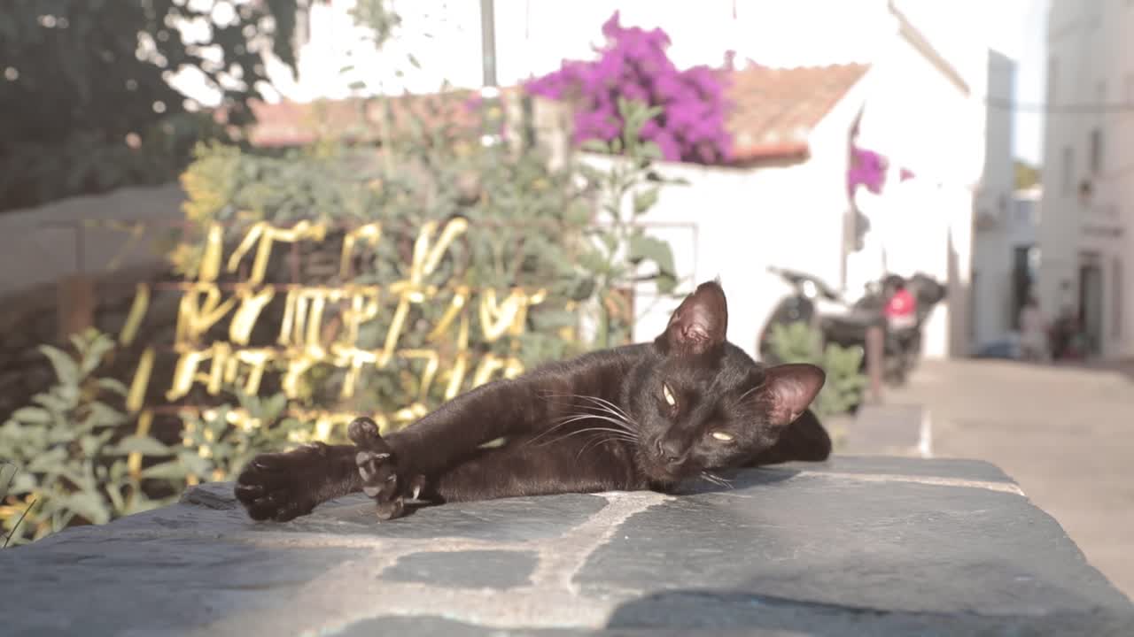 Rallentatore, primo piano di un gatto nero che si stiracchia all'aperto sotto il sole estivo in città.