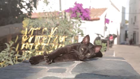 slow motion, close up of black cat stretching outdoors under summer sun in city