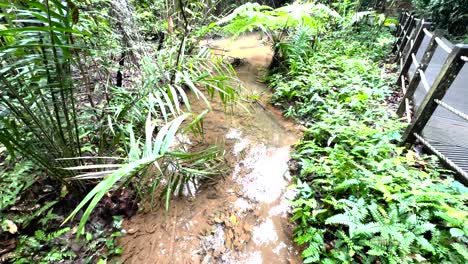 Creek-And-Green-Foliage-At-Windsor-Nature-Park-In-Singapore---Tilt-Up