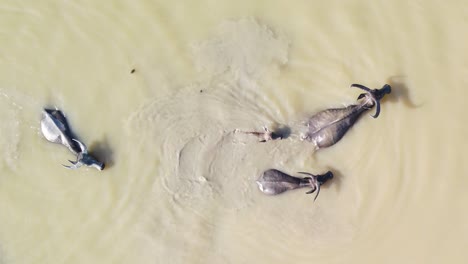 Aerial-view-of-buffalo-herd-wading-in-cool-muddy-water-to-escape-the-heat,-Bangladesh