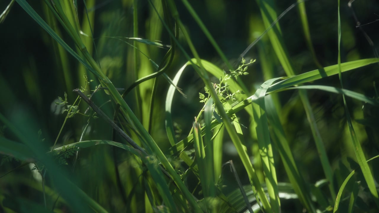 Sunlight shining upon green grass in the rainforest