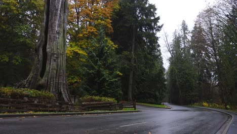 rainy day in stanley park