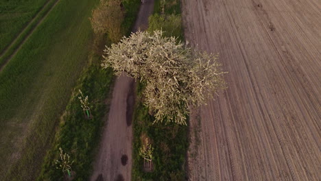 revealing countryside after looking down at a flowering cherry tree