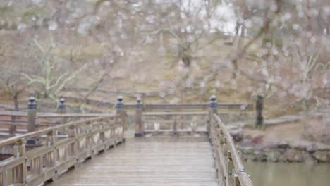 raindrops on branch, focus pull revealing bridge across pond in park