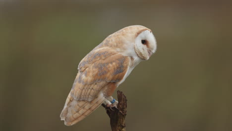 barn owl on branch