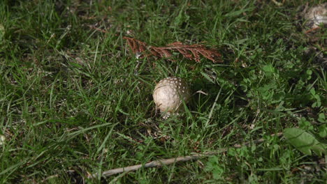 amanita mushroom growing in grass field near evergreens