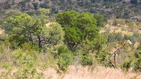 Familia-De-Jirafas-Caminando-Por-La-Sabana,-Sudáfrica