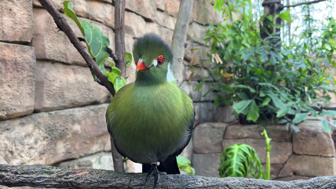 Uccello, un turaco dalle guance bianche, appollaiato su un ramo in una voliera frondosa. La vista ravvicinata mostra piume verdi, becco arancione, anello oculare rosso, cresta e muro di pietra texturizzato