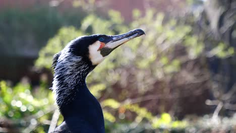 close up: head of wild cormorant outdoors in nature during sunny day - slow motion