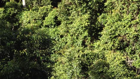 dense green foliage in a forest setting