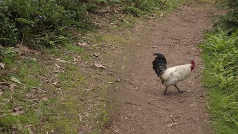 slow motion of chicken on hike trail salto do prego in sao miguel, portugal