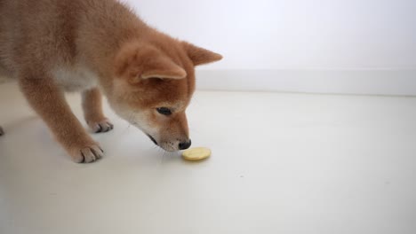 cachorro de shiba inu con una moneda de oro crypto doge