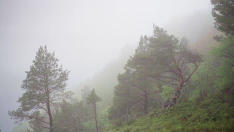 Pinos-En-La-Montaña-En-Una-Mañana-Nublada-Y-Fría