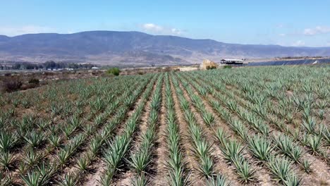 low aerial flight reveals blue agave fields on rural tequila, mexico