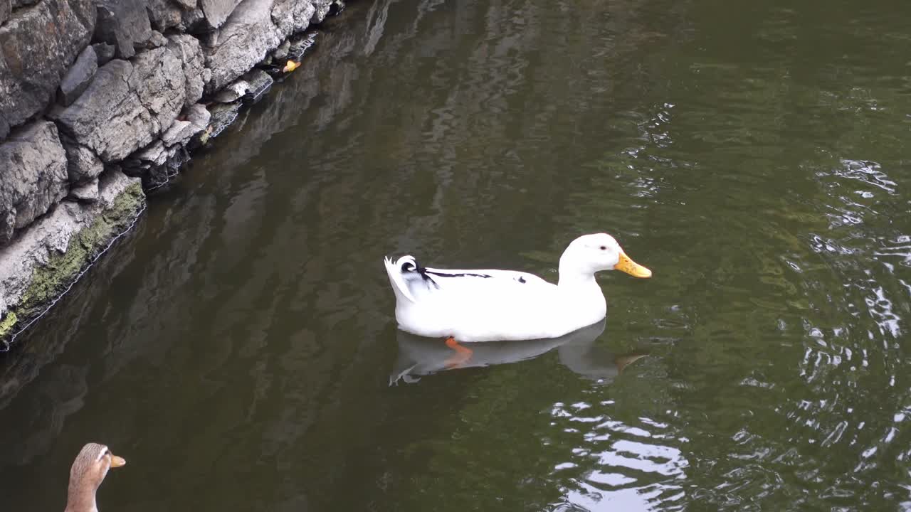 Duck swimming in a pond