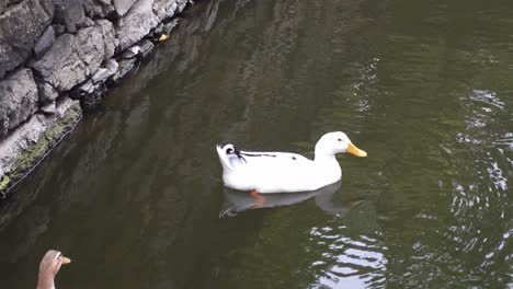 duck swimming in a pond