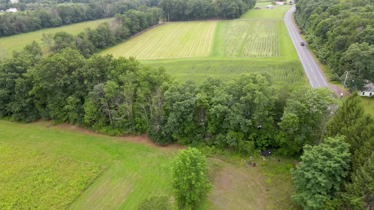 푸른 여름 잎자루 와 옥수수  ⁇  으로 둘러싸인 시골 도로