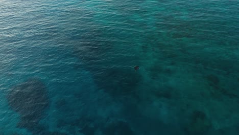 giant reef manta ray swimming on the shallow blue sea in fiji opposite a sailing boat with coral reef underwater - aerial shot