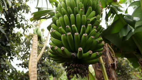 Un-Montón-De-Plátanos-Verdes-En-Un-Ambiente-Tropical-Ventoso.