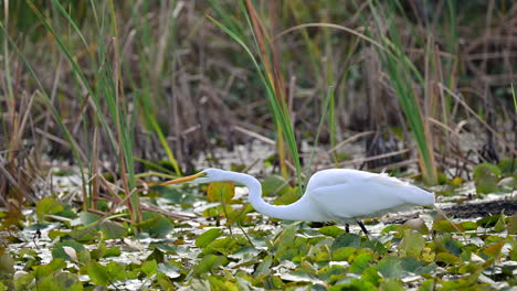 Silberreiher,-Der-Auf-Wasserpflanzen-Läuft,-Um-Nach-Beute-Zu-Suchen,-Florida