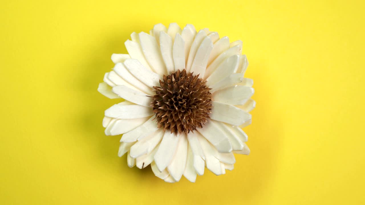 una hermosa flor de margarita girando lentamente sobre un fondo amarillo giratorio.