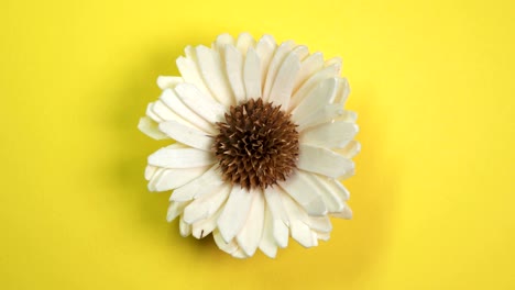 beautiful single daisy flower slowly spinning on a rotating yellow background.